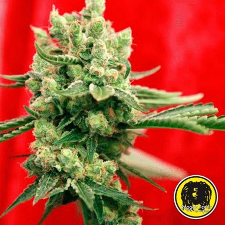 Guayaka reguläre Samen von Reggae Seeds - Grow Barato