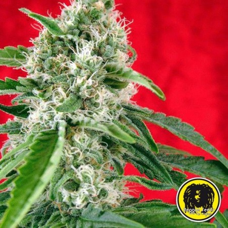 Dub Regular Samenkörner von Reggae Seeds - Günstig Wachsen