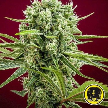 View Dancehall regular planta de marihuana