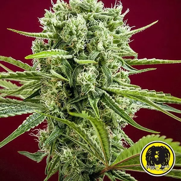 Sicht Dancehall regular planta de marihuana