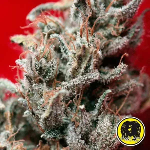 Sicht O Haze Rot Feminisiert von Reggae Seeds - Günstig Anbauen