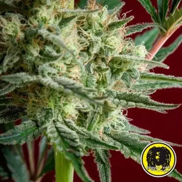 Blackdance von Reggae Seeds feminisiert - Günstig anbauen