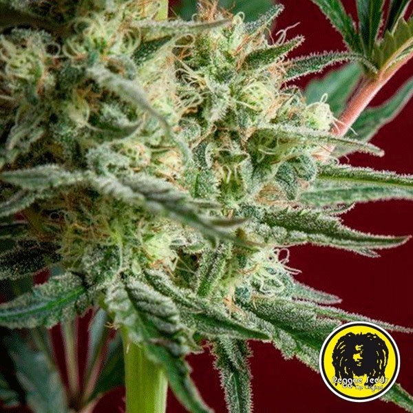 Blackdance von Reggae Seeds feminisiert - Günstig anbauen