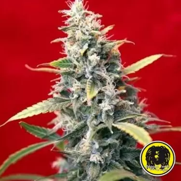 Frau Amparo von Reggae Seeds - Feminisiert - Günstig Anbauen