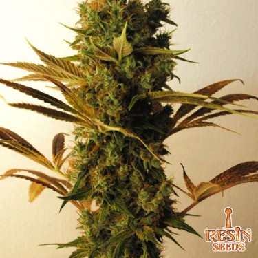 View Hammershark planta de marihuana