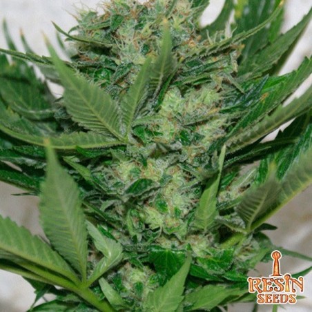 Sour P feminisiert von Resin Seeds - Günstig anbauen