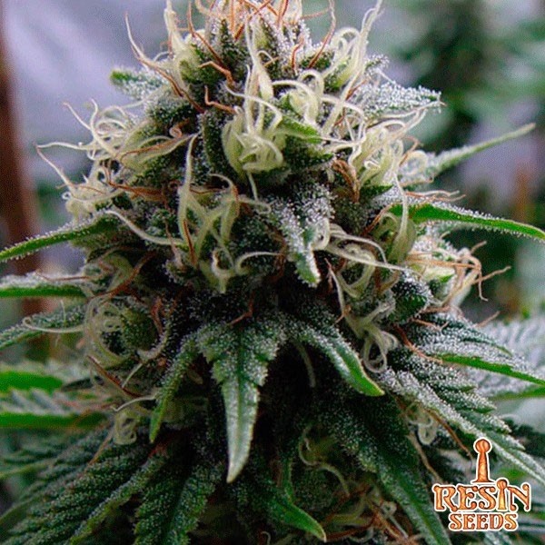 View Feminisierte Lecker von Resin Seeds - Günstig Züchten
