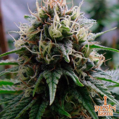 Feminisierte Lecker von Resin Seeds - Günstig Züchten