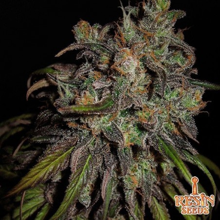 Cannatonic feminisiert von resin seeds - Günstig anbauen