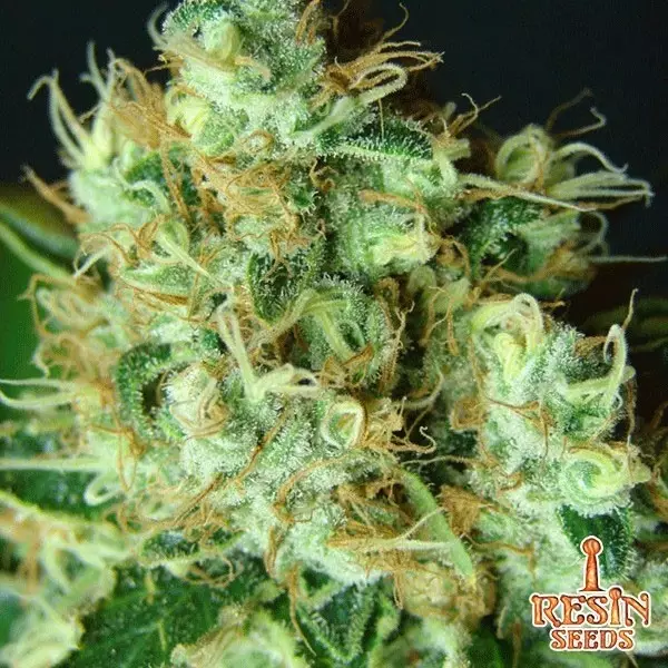 Sicht Bubblicious feminisiert von Resin Seeds - Grow Billig