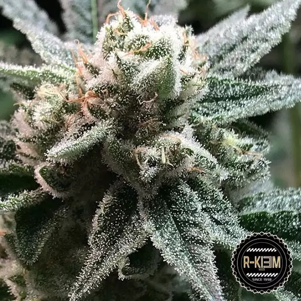 Sicht Sublimator von R-Kiem Seeds 100% feminisiert - Günstig Anbauen