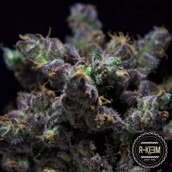 Sicht ZKIEM R-Kiem Seeds Feminisierte Samen - Günstig anbauen