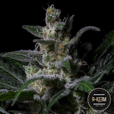 View Muse von R-Kiem Seeds feminisierte Samen - Günstig Grow