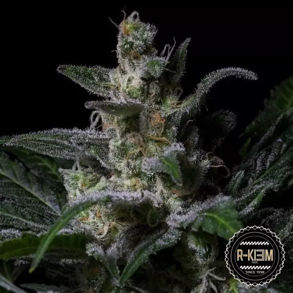 Sicht Muse von R-Kiem Seeds feminisierte Samen - Günstig Grow