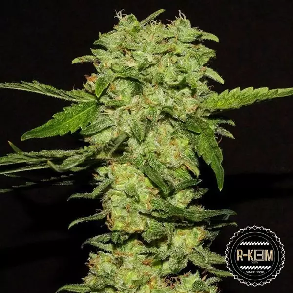 Sicht Portela von R-Kiem Seeds feminisiert - Günstig anbauen
