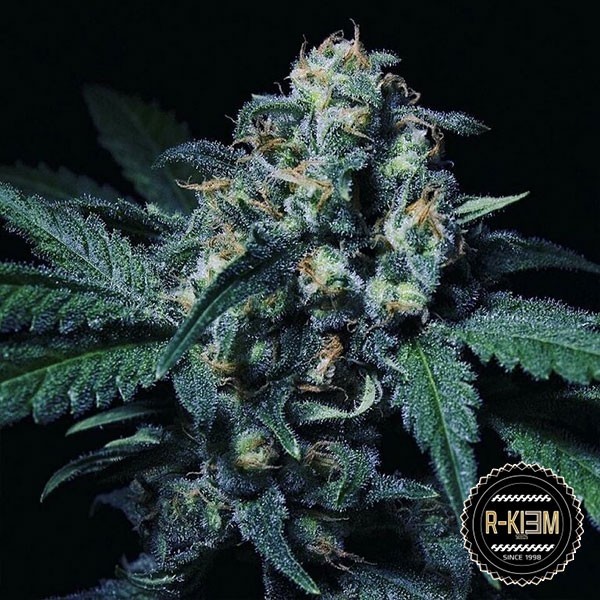View Negra 44 von R-Kiem Seeds feminisiert - Günstig Grow