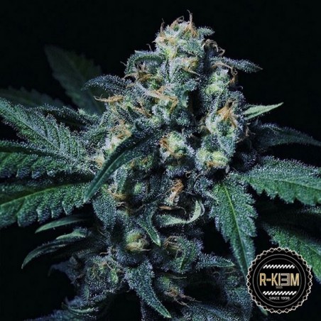 Negra 44 von R-Kiem Seeds feminisiert - Günstig Grow