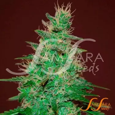 Der Alchemist Auto von Samsara Seeds - Günstiges Wachstum