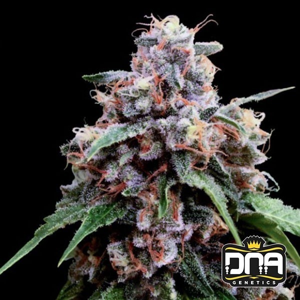 Lemon 18 DNA Genetics Feminisierte Samen - GB