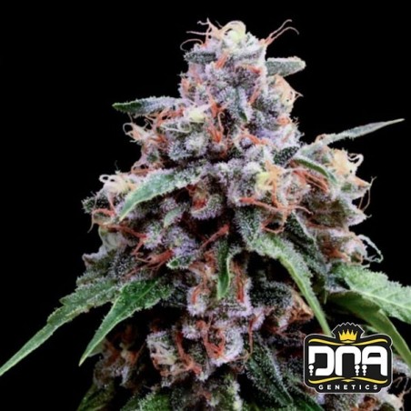 Lemon 18 DNA Genetics Feminisierte Samen - GB