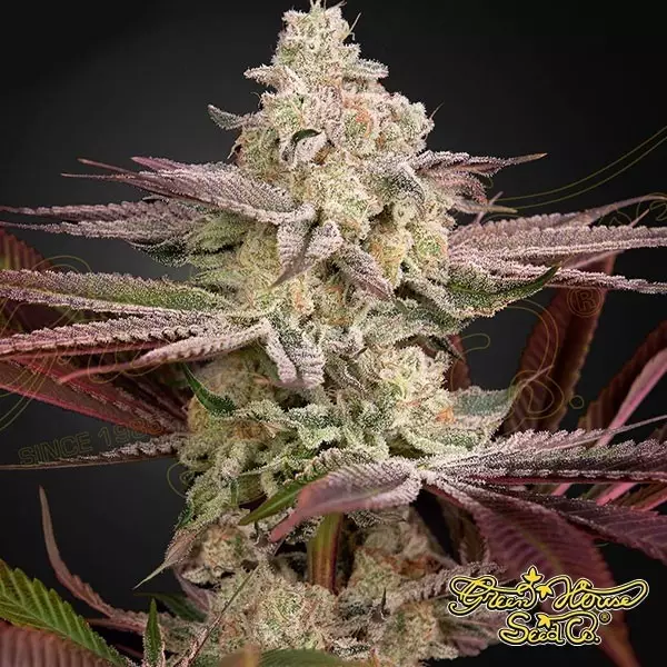 Sicht Chemical Bride Green House Seeds feminisiert - Günstig anbauen