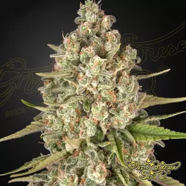 Lost Pearl Green House Seeds feminisiert - GB The Green Brand