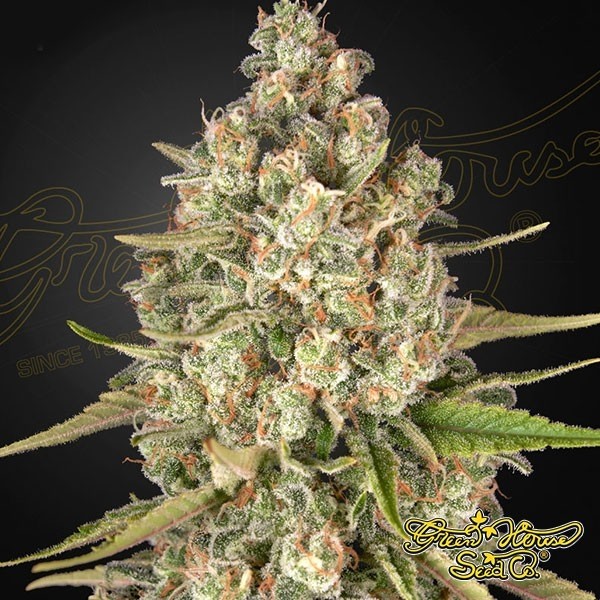 View Lost Pearl Green House Seeds feminisiert - Grow Barato