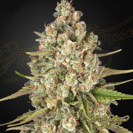 Lost Pearl Green House Seeds feminisiert - Grow Barato