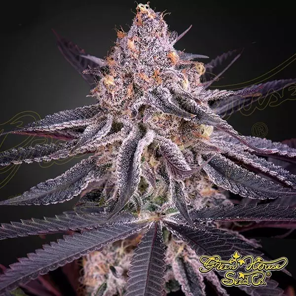King's Juice King’s Juice feminisiert Green House Seeds - Grow Barato