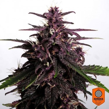View Kaufen Sie Swiss Dream Rosé Auto CBD Kannabia Seeds - GB