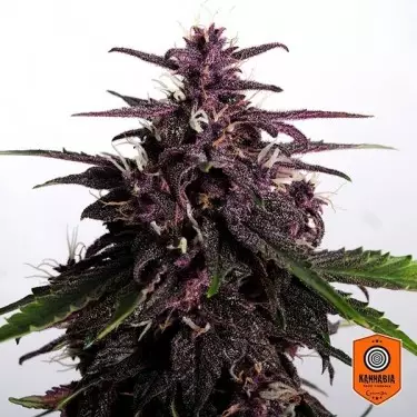 Kaufen Sie Swiss Dream Rosé Auto CBD Kannabia Seeds - GB