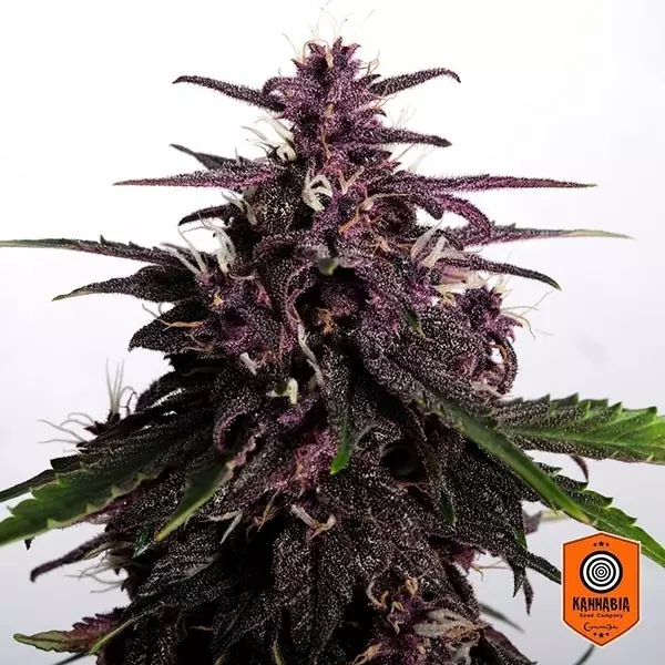 Sicht Kaufen Sie Swiss Dream Rosé Auto CBD Kannabia Seeds - GB