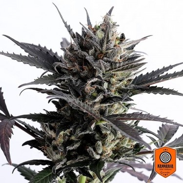 View Lemon Haze Auto von Kannabia Seeds kaufen - GB