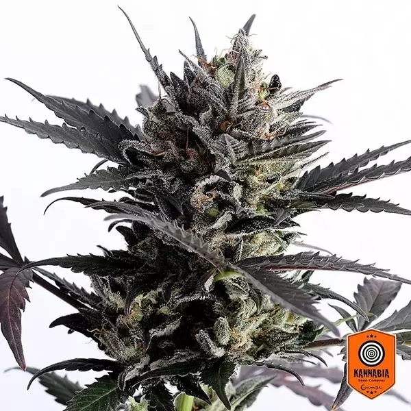 Sicht Lemon Haze Auto von Kannabia Seeds kaufen - GB