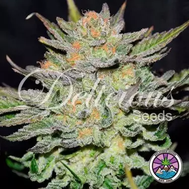 Auto Blue Ace CBD von Delicious Seeds kaufen - Günstig anbauen