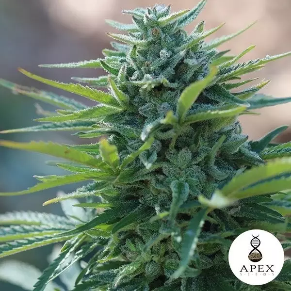 Sicht X-Kunk von Apex Seeds 100% Feminized - Billig zu wachsen