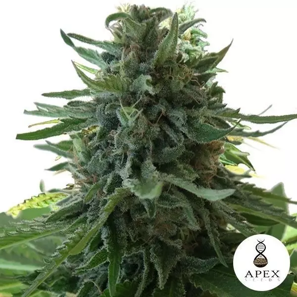 Sicht Alaska's Flavor planta de marihuana