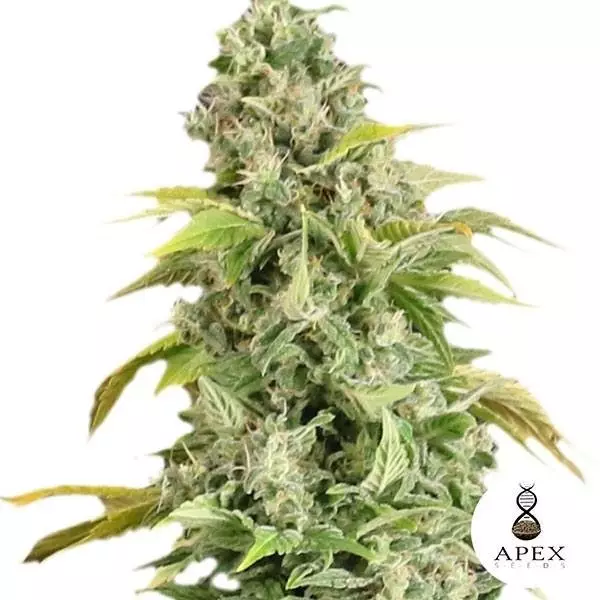 Sicht Arafa von Apex Seeds Feminisierte Samen - Grow Billig
