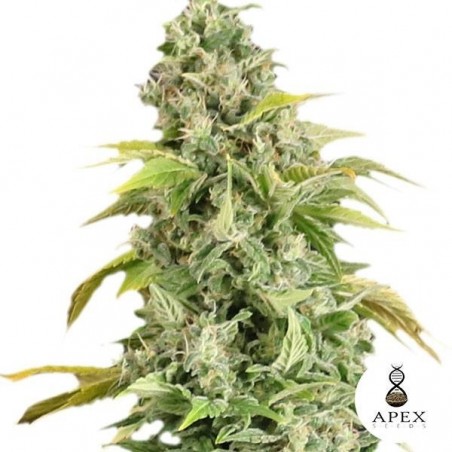 Arafa von Apex Seeds Feminisierte Samen - Grow Billig