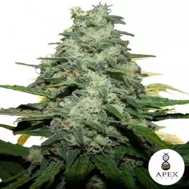 Blue Monkey planta de marihuana