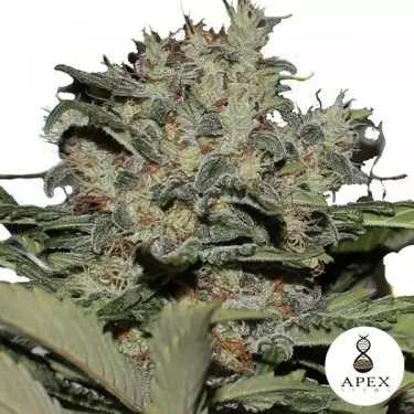Chunky Cookies feminisierte Sorte von Apex Seeds - Günstig anbauen