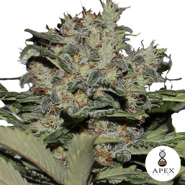 View Chunky Cookies feminisierte Sorte von Apex Seeds - Günstig anbauen