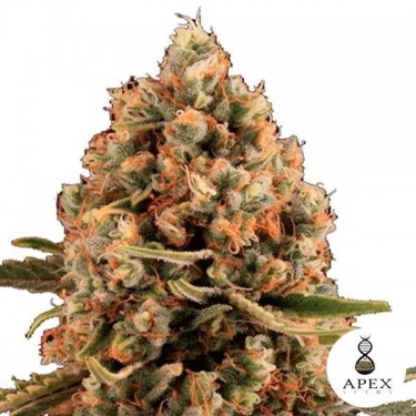View Dynamis von Apex Seeds Feminisierte Samen - Günstig Anbauen