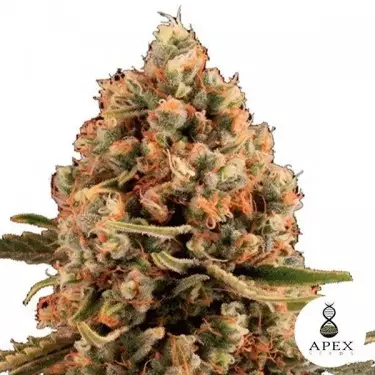 Dynamis von Apex Seeds Feminisierte Samen - Günstig Anbauen