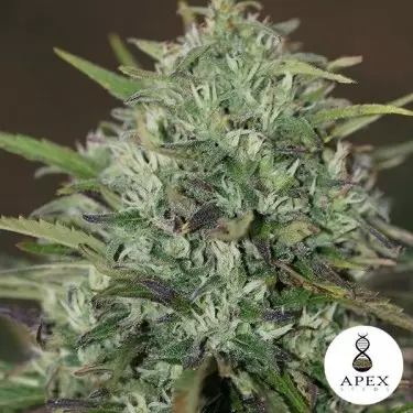 Insomnie von Apex Seeds Feminized Seeds - Günstig anbauen