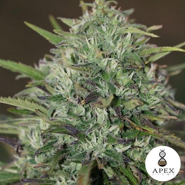 View Insomnie von Apex Seeds Feminized Seeds - Günstig anbauen