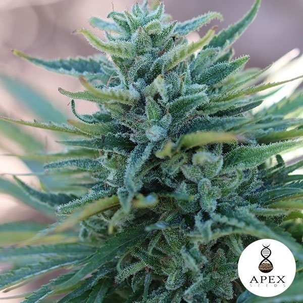 View Somango X von Apex Seeds 100% feminisiert - Grow Billig