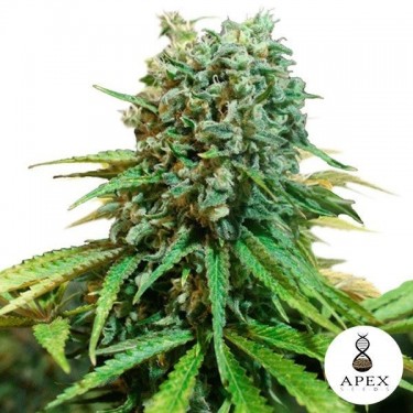 View X-Berry von Apex Seeds Geschmack nach roten Früchten - Günstig anbauen