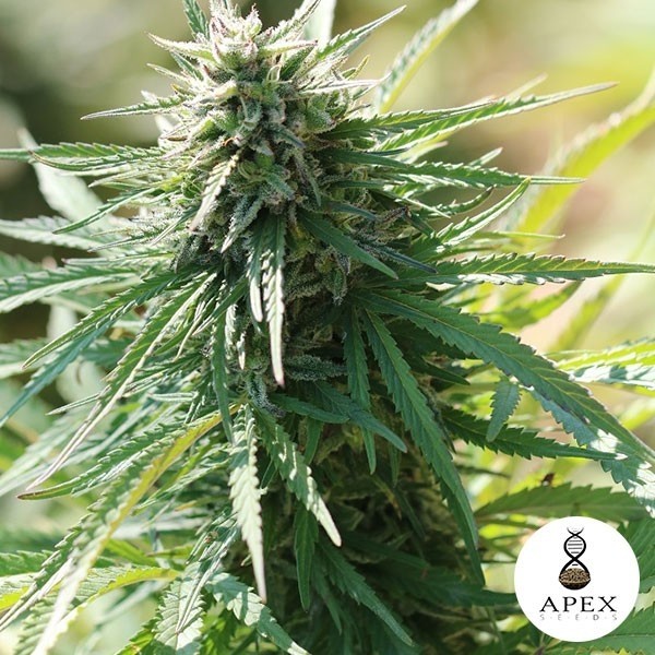 View Auto Satelles Apex Seeds - Günstig Wachsen