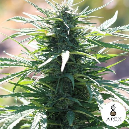 Auto Ossis Samen von Apex Seeds - Günstig Anbauen